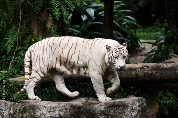 Obraz A White Tiger