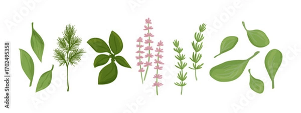 Fototapeta Healthy green herbs collection. Vector design elements isolated on white.