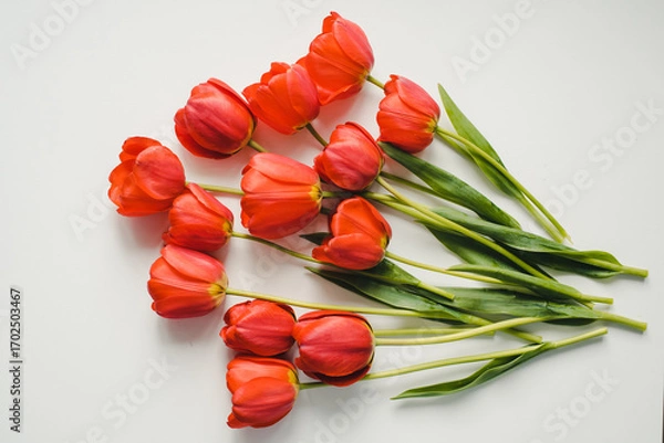 Fototapeta bouquet of tulips. Bouquet of tulips on a white background. Red tulips.