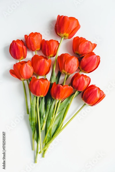 Fototapeta bouquet of tulips. Bouquet of tulips on a white background. Red tulips.