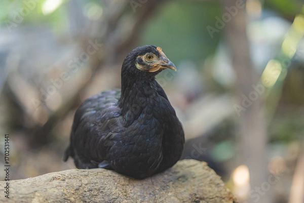 Obraz chicken on a branch