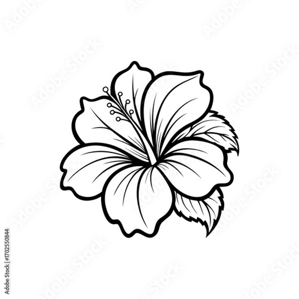 Fototapeta Simple botanical line art illustration of a hibiscus flower with leaves