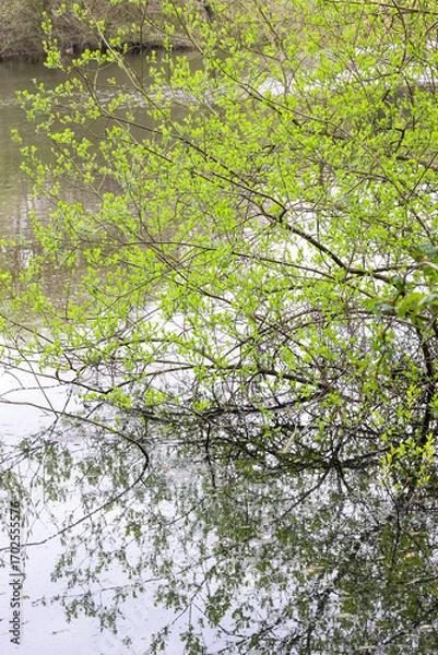 Fototapeta Tree branch reflections on water in a country park landscape