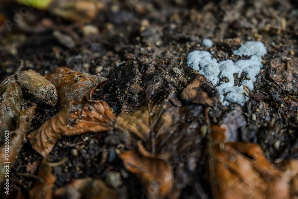 Fototapeta Lebensraum des Waldes mit Laub und blauem Pilz in der Nähe von feuchtem Boden am frühen Morgen