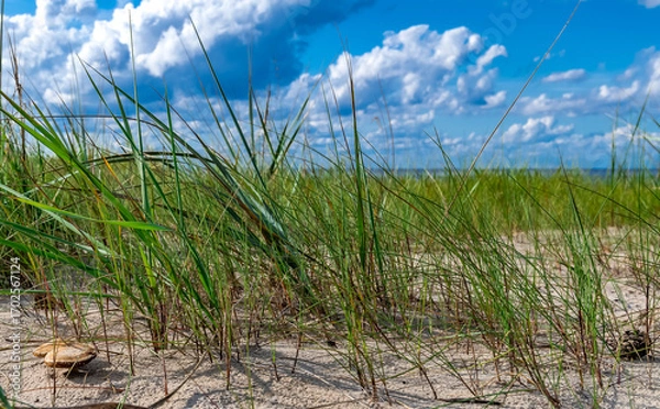 Obraz Sand dunes with grass  and close-up of wild mushrooms in a shore of the Baltic Sea during summer day in Jurmala - famous tourist resort in Latvia