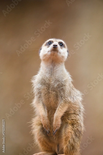 Obraz Meerkat Guarding Its Surrounding Environment