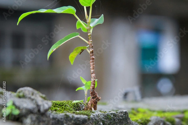 Fototapeta  A small Ficus tree emerges from a moss-covered, weathered stone wall in Xian Guang Military Kindred Village Cultural Park, Taiwan. Nature's resilience.