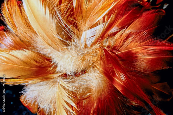 Fototapeta Vibrant rooster feathers form a decorative duster, displayed in a lively market in New Taipei City, Taiwan. The rich colors catch the eye, showcasing traditional craftsmanship.