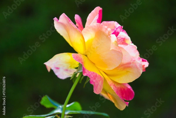 Fototapeta Closeup profile picture ogf a gorgeous pink and yellow rose illuminated by the sun light