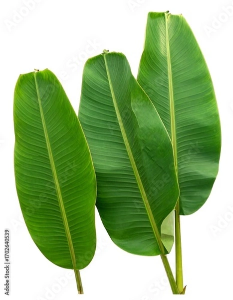 Obraz Three vibrant green banana leaves