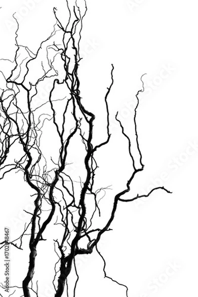 Fototapeta Spooky Twisted Black Tree Branches. The eerie silhouette. Spooky, twisted tree branches with no background. Perfect for Halloween-themed designs,horror graphics. 