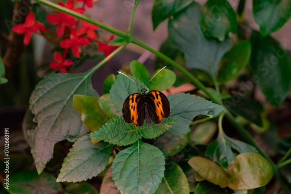 Fototapeta Heliconius melpomene (postman butterfly, common postman) single butterfly on green leaf