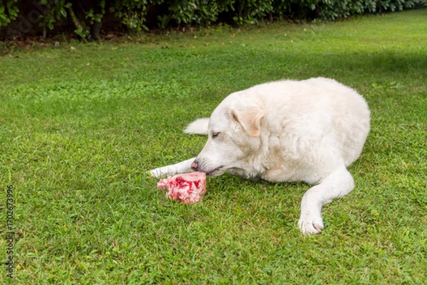 Fototapeta Maremma Sheepdog chewing on a beef bone on the grass in the garden.