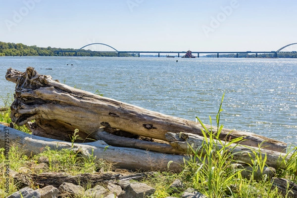 Fototapeta Driftwood along the Ohio River with a bridge in the background on a sunny day. 