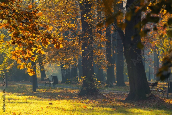 Fototapeta A beautiful autumn morning in the park (Silesian Voivodeship, Poland), background or wallpaper for your project