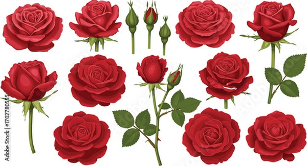 Fototapeta Collection of realistic red roses and rosebuds with green stems and leaves isolated on a white background for design