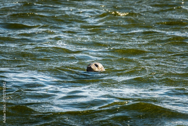 Obraz The head of a grey seal rises above the gentle, dark waves of the Baltic Sea, its wet, shiny head reflected in the calm water's surface
