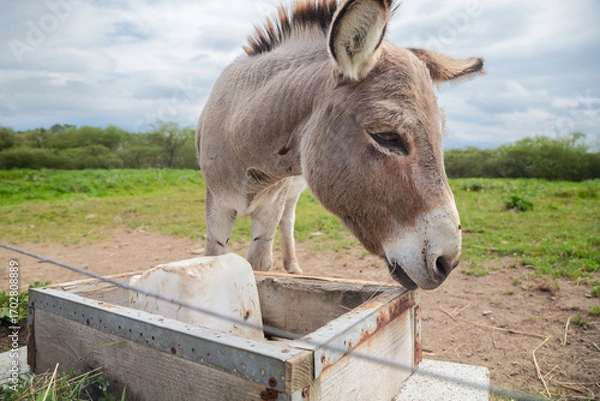Obraz Gray Donkey Drinking Water from Wooden Trough in Rural Farm Setting