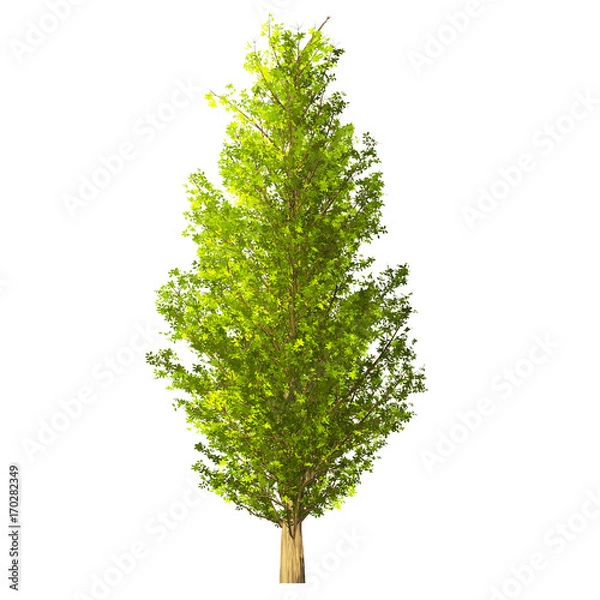 Fototapeta Tree isolated on white background