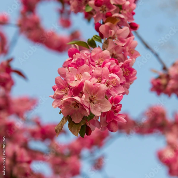 Obraz Pink springtime tree flower blooms.