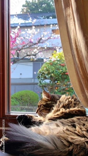 Obraz Fluffy cat naps by window, cherry blossoms in view