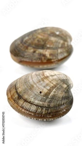 Obraz Two clam shells, light brown/gray, textured, close-up, isolated on white background