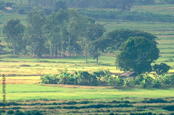 Fototapeta A beautiful view of the morning light streaming down onto a hut, green rice fields and trees in the countryside of Chiang Rai Province, northern Thailand.