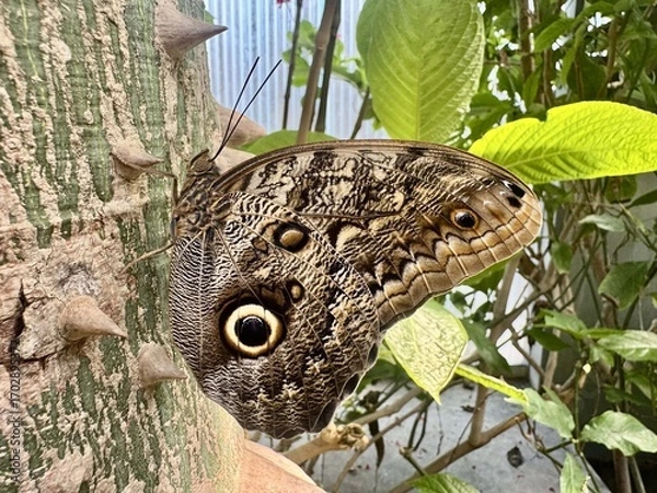 Obraz Close up of an owl butterfly with eye spots on tree bark surrounded by green leaves