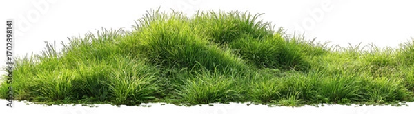 Obraz Lush green grass field (13)