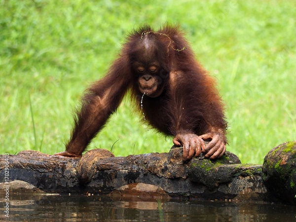 Obraz Baby Bornean Orang Utan playing and showing funny expression and behavior