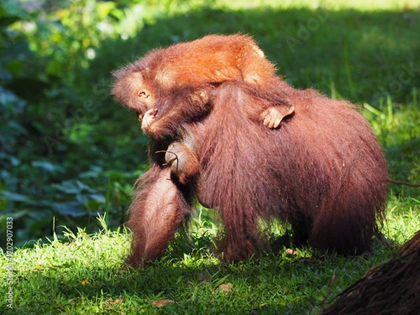 Obraz Baby and Mother Borneo Orang Utan playing and showing funny expression and affection