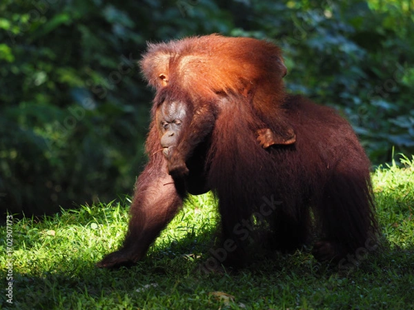 Obraz Baby and Mother Borneo Orang Utan playing and showing funny expression and affection