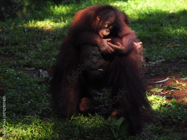 Obraz Baby and Mother Borneo Orang Utan playing and showing funny expression and affection