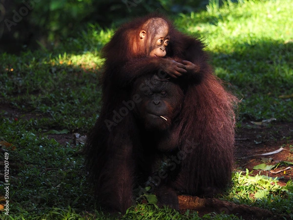 Obraz Baby and Mother Borneo Orang Utan playing and showing funny expression and affection