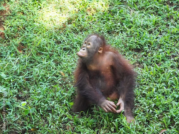 Obraz Baby Bornean Orang Utan playing and showing funny expression and behavior