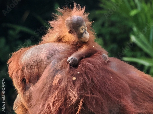 Obraz Baby and Mother Borneo Orang Utan playing and showing funny expression and affection