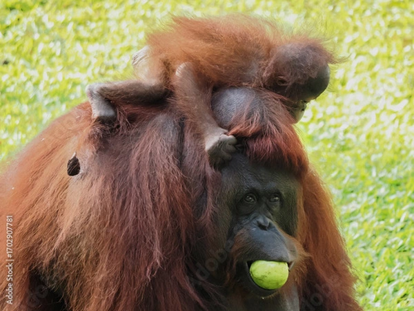 Obraz Baby and Mother Borneo Orang Utan playing and showing funny expression and affection