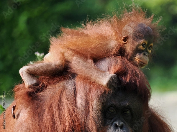 Fototapeta Baby and Mother Borneo Orang Utan playing and showing funny expression and affection