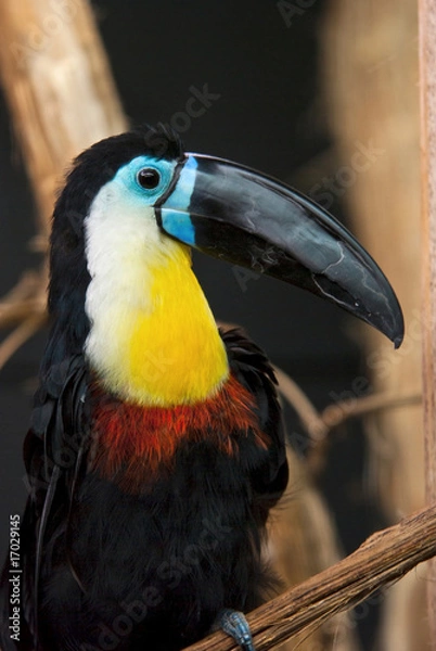 Obraz toucan ariel