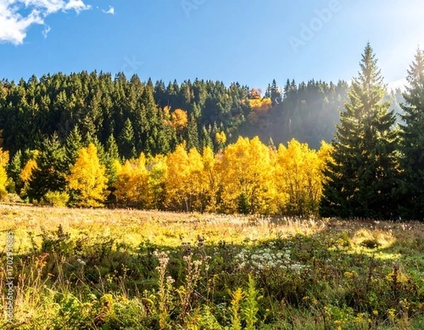 Fototapeta Autumnal meadow bathed in golden light, with vibrant yellow trees against a backdrop of dark green forest, sunny day