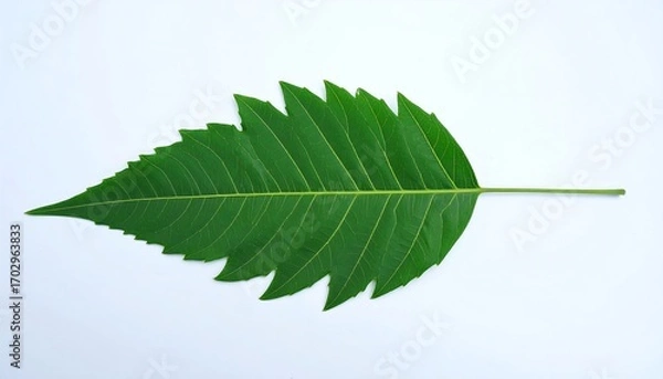 Fototapeta Single green leaf, sharply-edged,  smooth texture,  lying flat