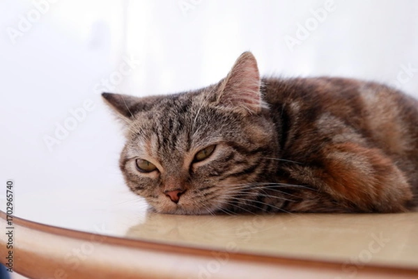 Obraz 眠そうな猫