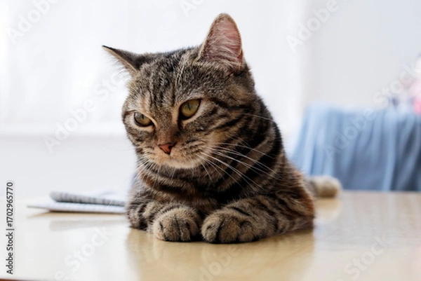 Obraz テーブルで考えるブリティッシュの猫