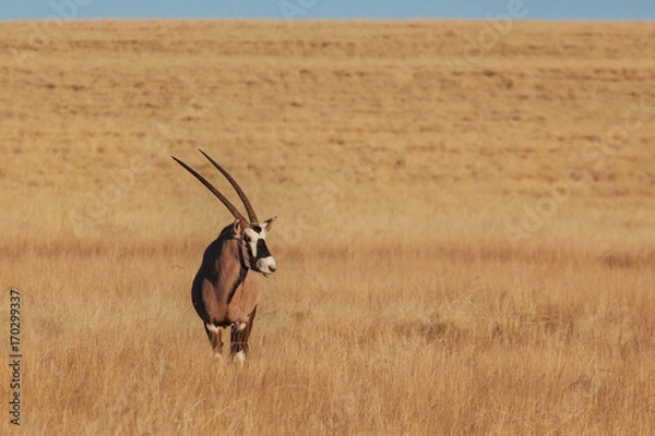 Obraz Oryx & Gemsbok in nature