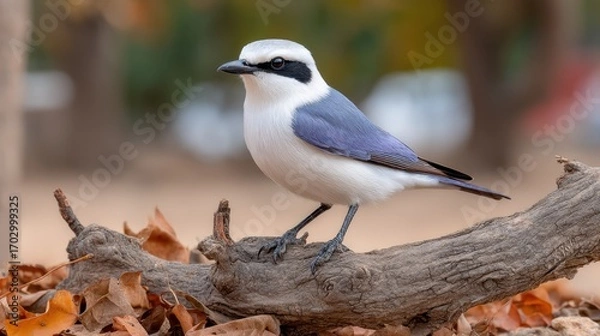 Fototapeta Elegant bird perched on a branch surrounded by fall leaves in a serene natural setting