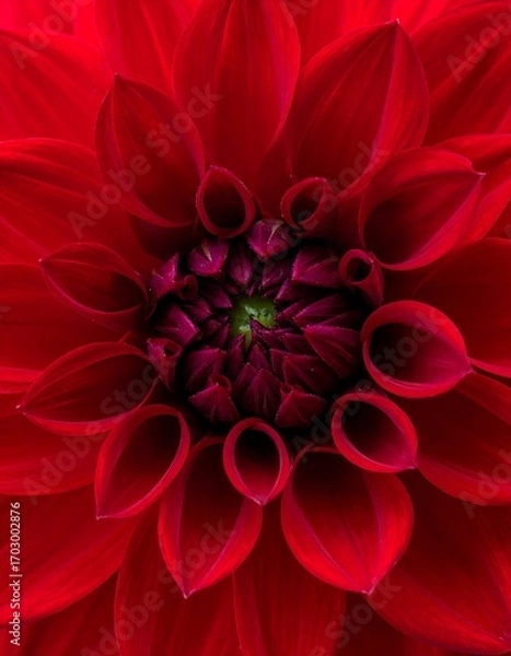 Fototapeta Close-up of a vibrant red dahlia (1)