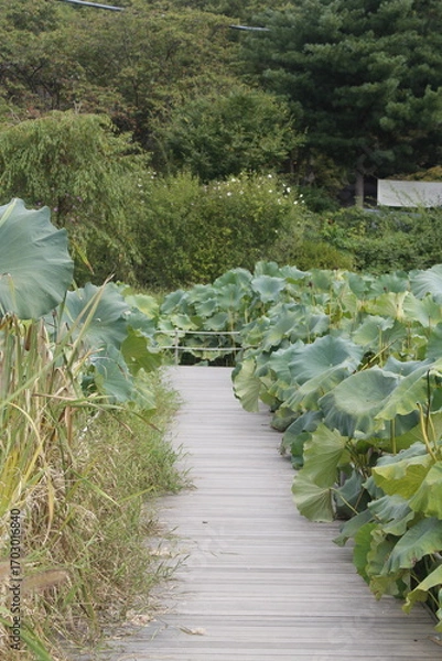 Fototapeta 연잎 길