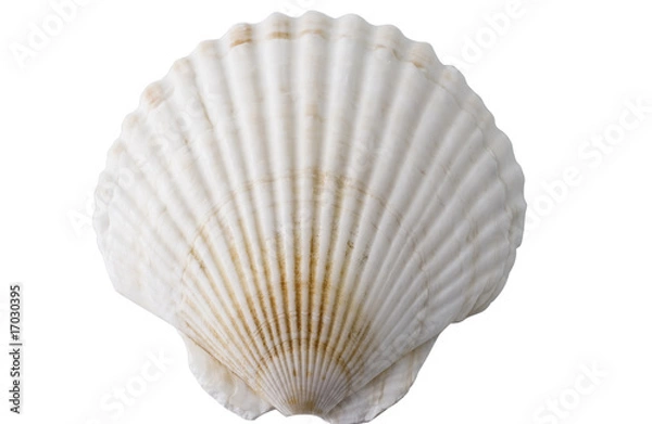 Obraz Faechermuschel_2