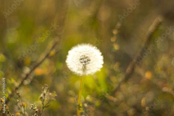 Fototapeta Dandelion macro