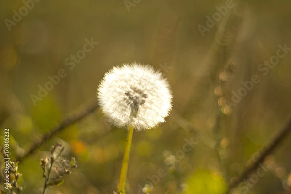 Fototapeta Dandelion macro